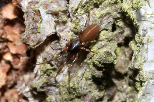 Harpactea hombergi